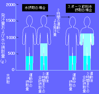 発汗時の自由意志による水分摂取量