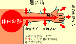 暑いときの体内の熱