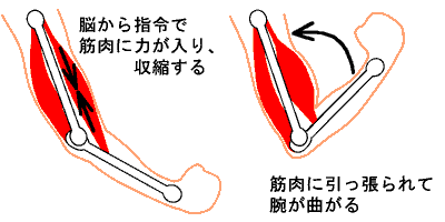 体を動かすメカニズム　筋肉の収縮