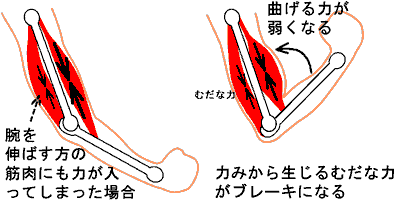 体を動かすメカニズム　筋肉の収縮