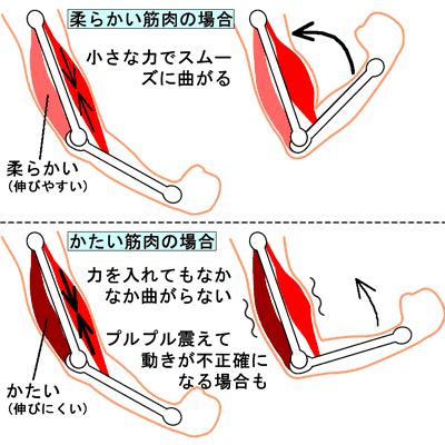 柔軟性の違いで動きに差が出る